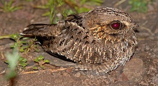  - Sickle-winged Nightjar