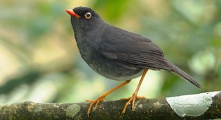  - Slaty-backed Nightingale-Thrush (Black-backed)