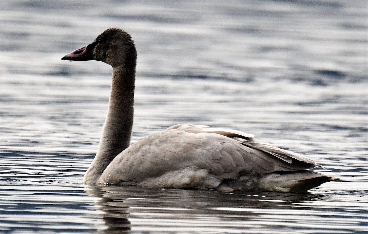 Tundra Swan - Anonymous