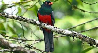  - Slaty-tailed Trogon