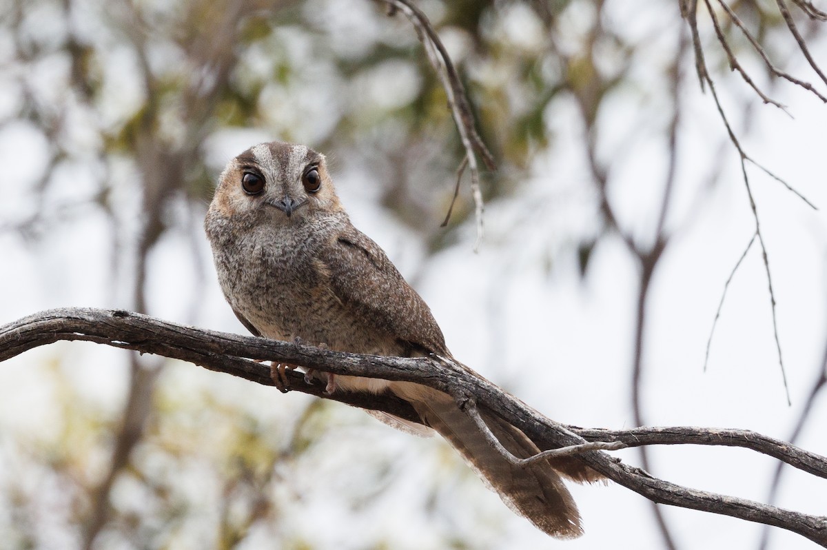Australian Owlet-nightjar - Robert Lewis