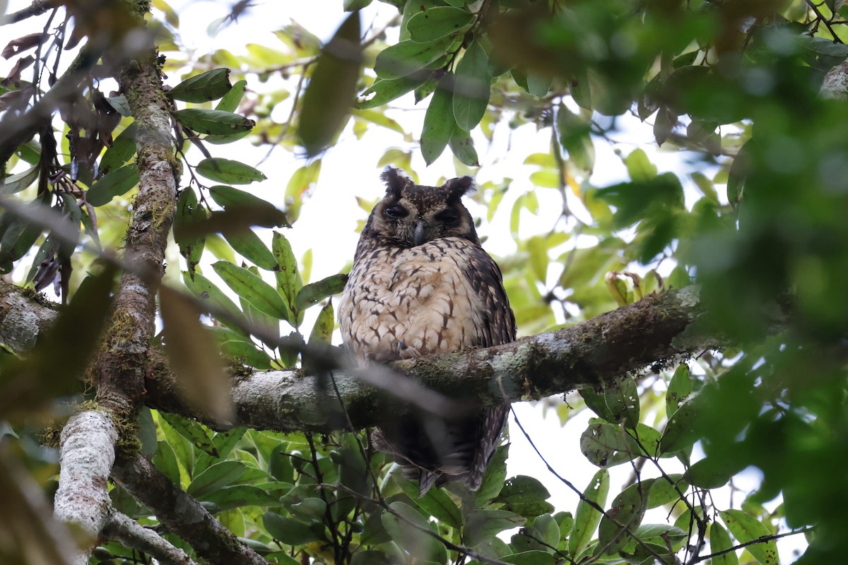 Madagascar Owl - ML510440761