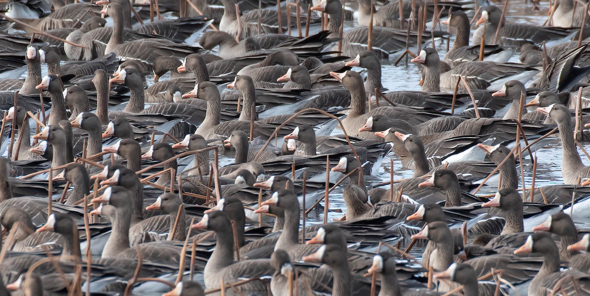 Greater White-fronted Goose - ML510444331