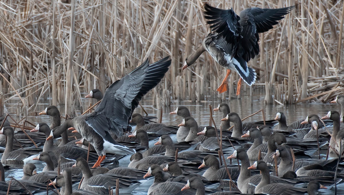 Greater White-fronted Goose - ML510444341