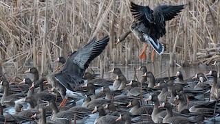 Greater White-fronted Goose, ML510444341