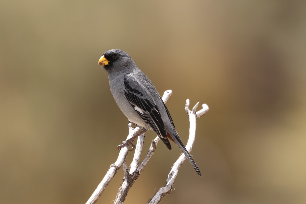 Band-tailed Seedeater - Robert Hagen