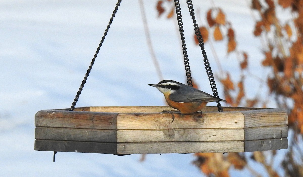 Red-breasted Nuthatch - ML510448211