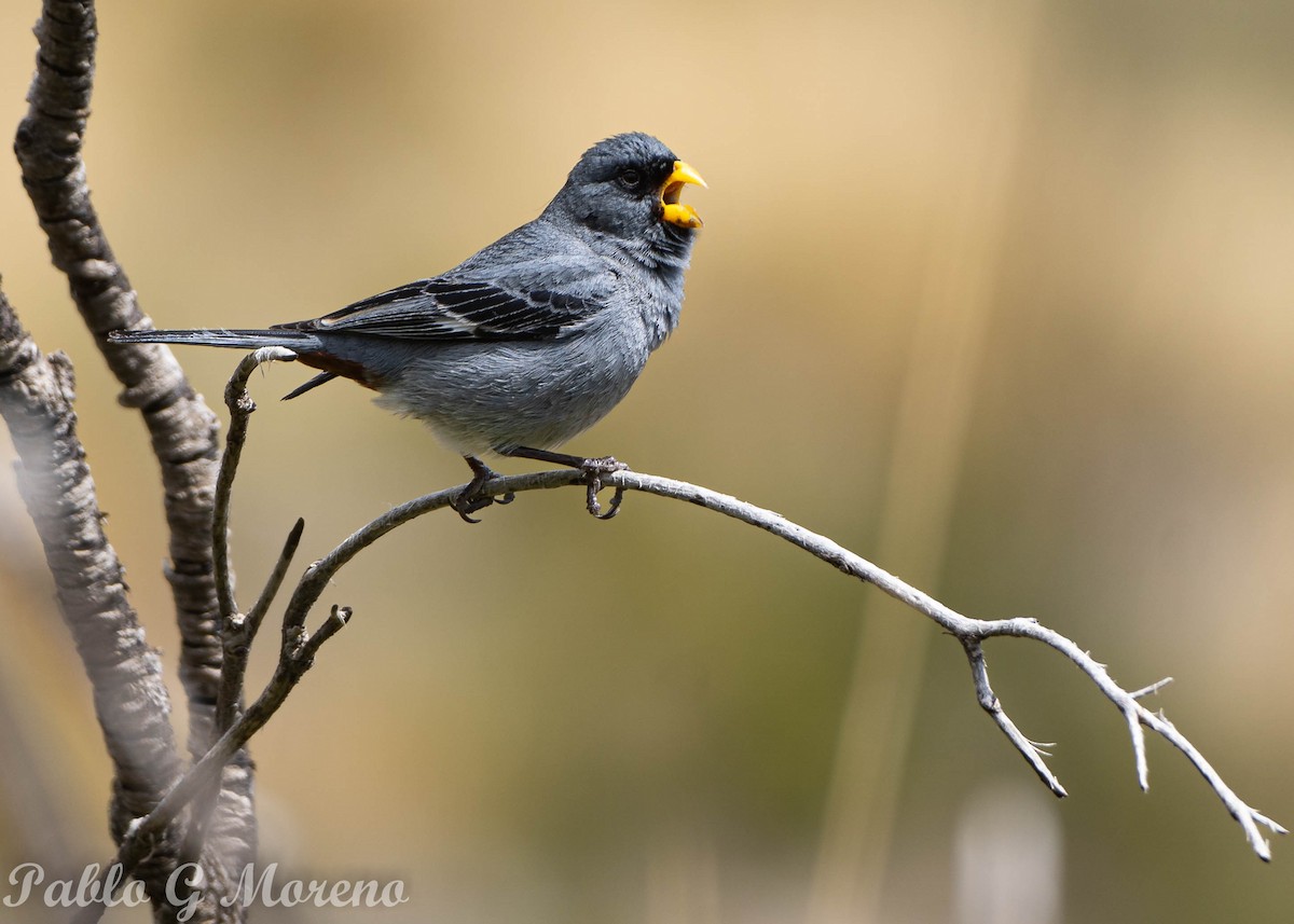 Band-tailed Seedeater - Pablo Moreno