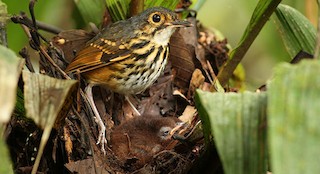  - Streak-chested Antpitta