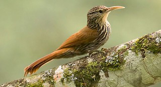  - Streak-headed Woodcreeper