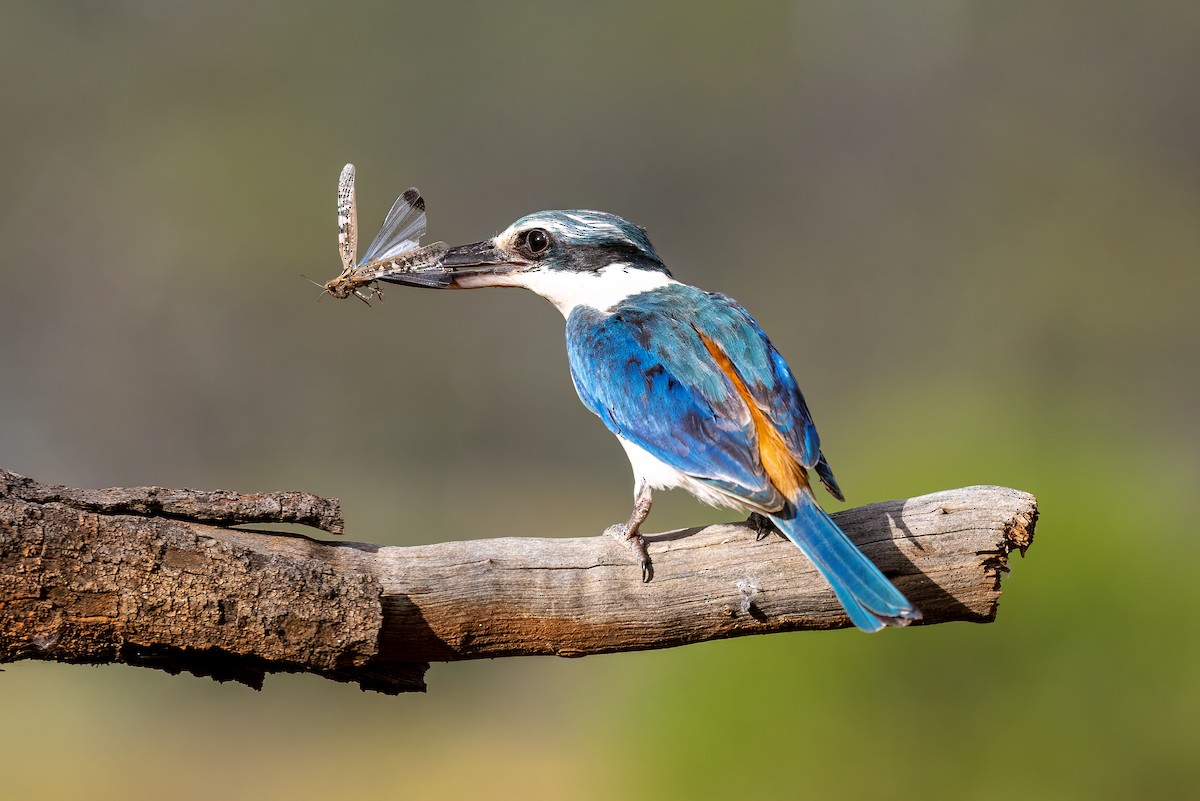 Red-backed Kingfisher - ML510455851