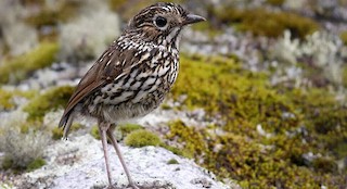  - Stripe-headed Antpitta