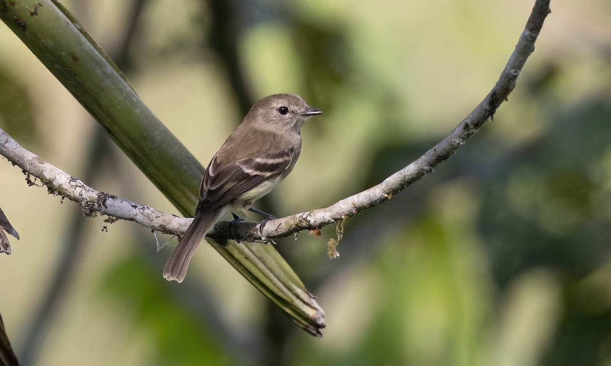 Olive-chested Flycatcher - Paul Fenwick
