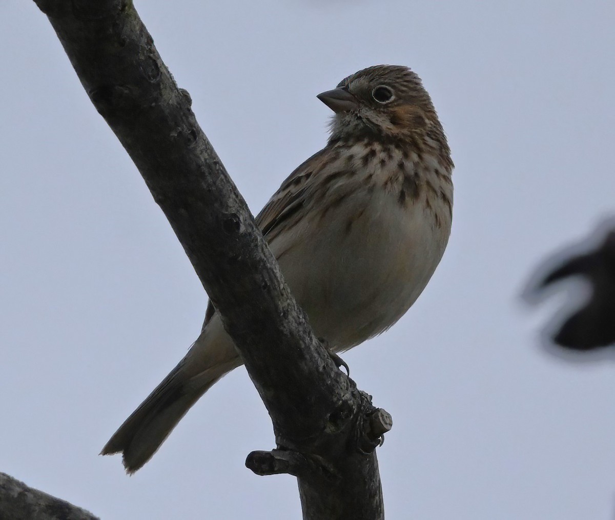 Vesper Sparrow - ML510459921