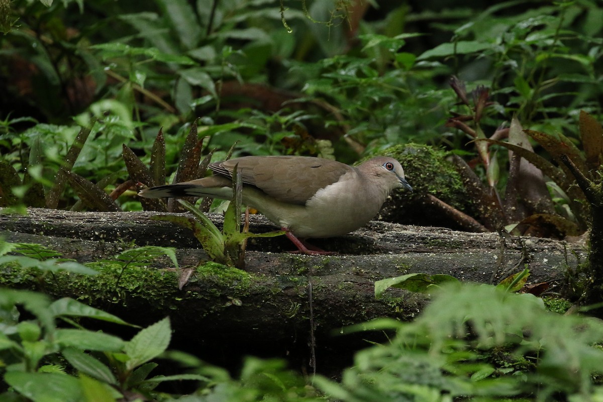 White-tipped Dove - John and Milena Beer
