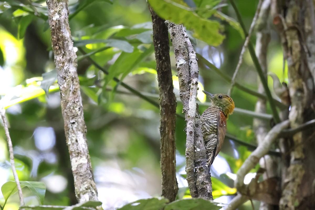 Red-stained Woodpecker - ML510469981