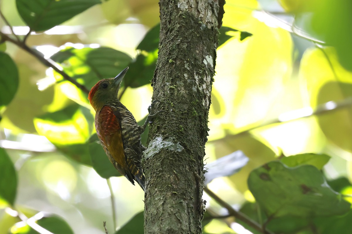 Red-stained Woodpecker - ML510469991
