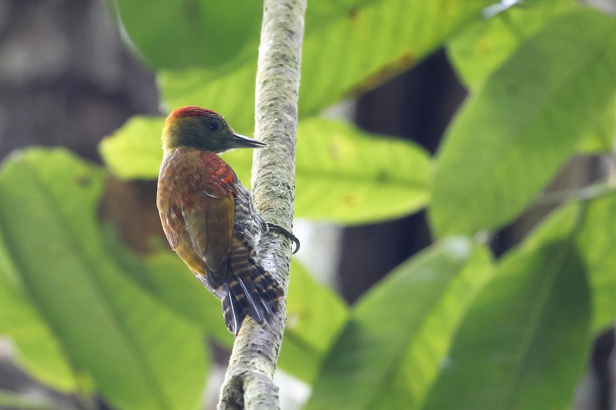 Red-stained Woodpecker - ML510470001