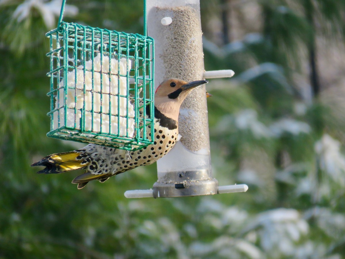 Northern Flicker (Yellow-shafted) - ML51047021