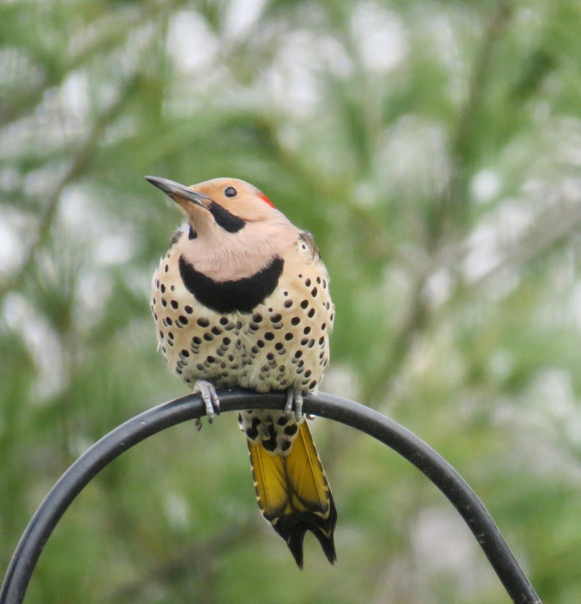 Northern Flicker (Yellow-shafted) - ML51047041