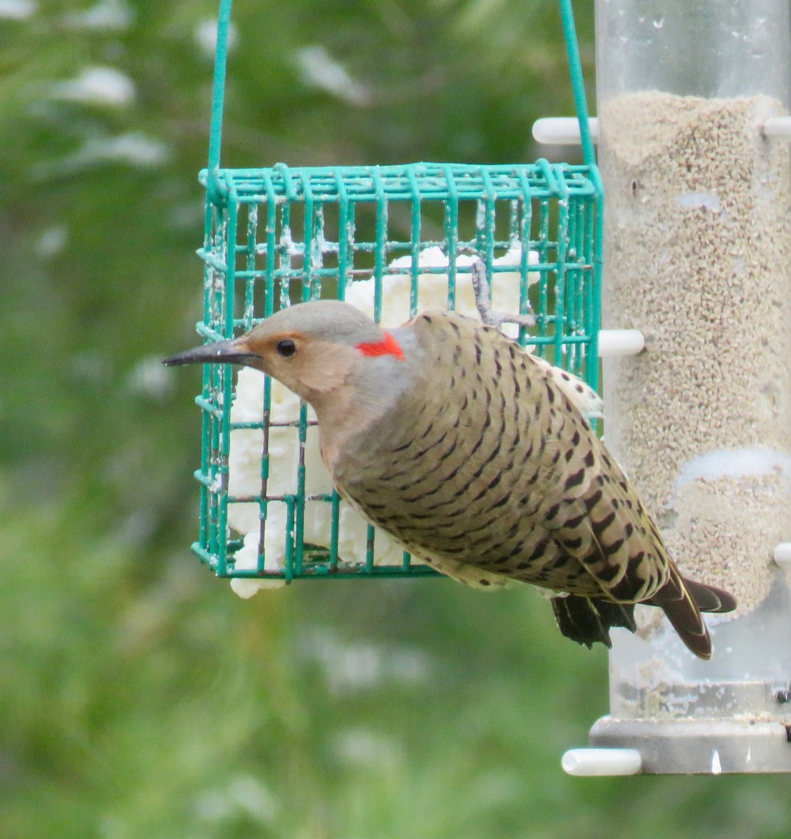 Northern Flicker (Yellow-shafted) - ML51047071