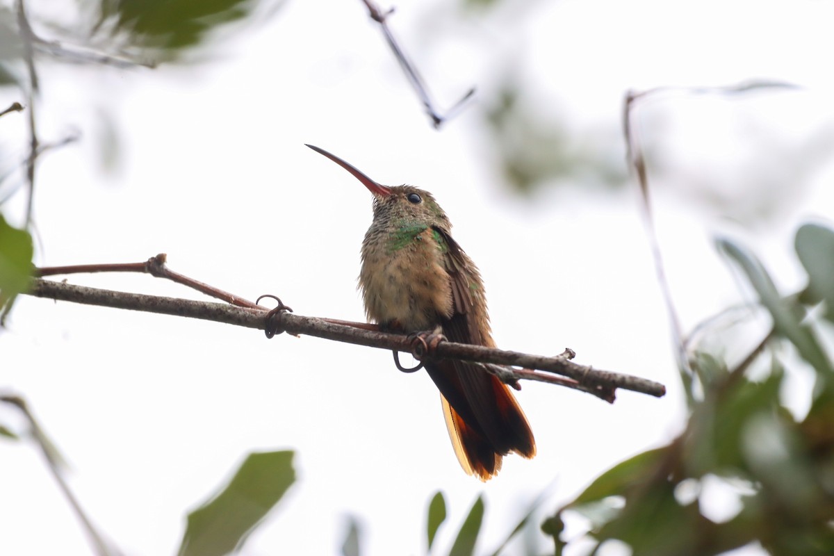 eBird Checklist - 4 Dec 2022 - Peveto Woods--Baton Rouge Audubon ...