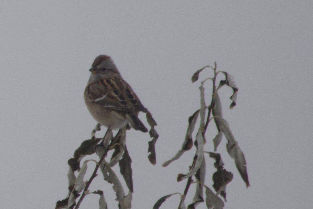 American Tree Sparrow - A Branch