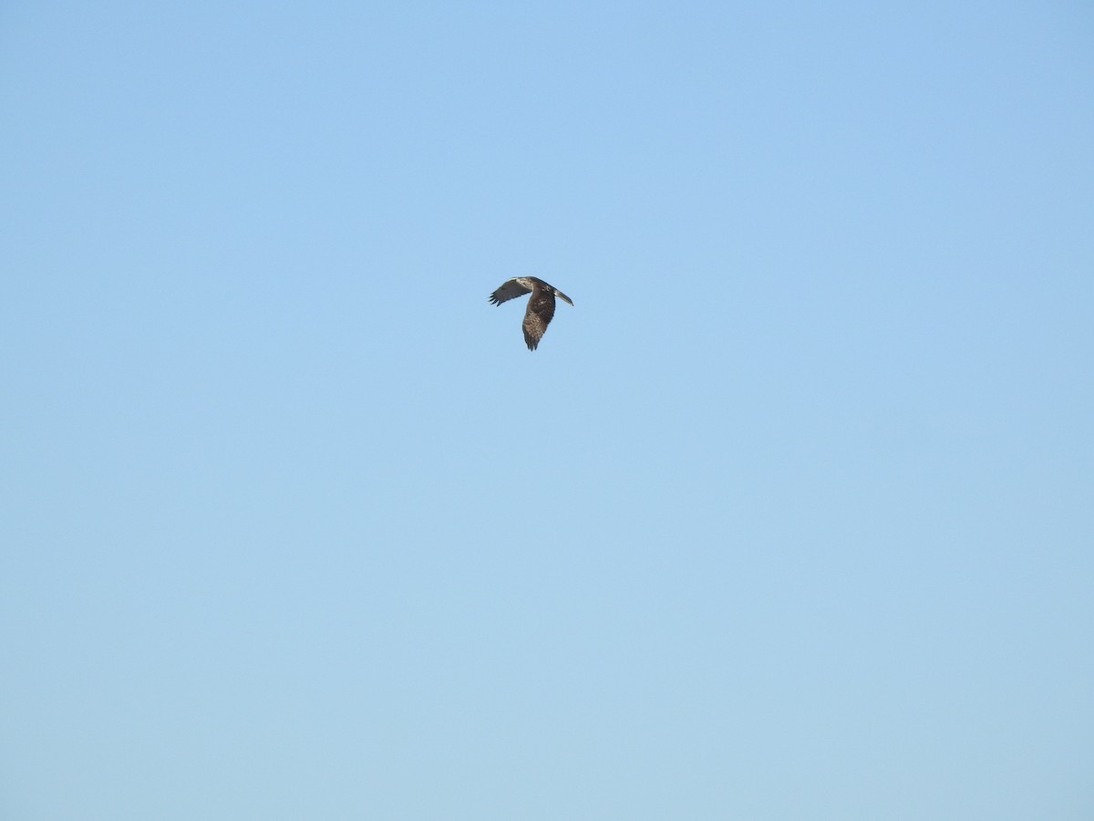 Red-tailed Hawk (borealis) - ML510478521
