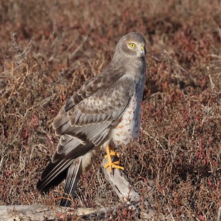 Northern Harrier