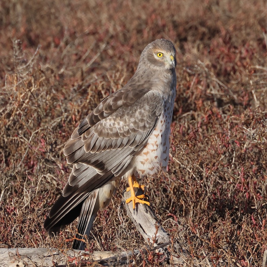 Northern Harrier