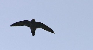  - White-chinned Swift