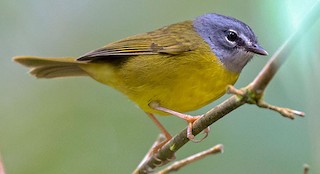  - White-lored Warbler