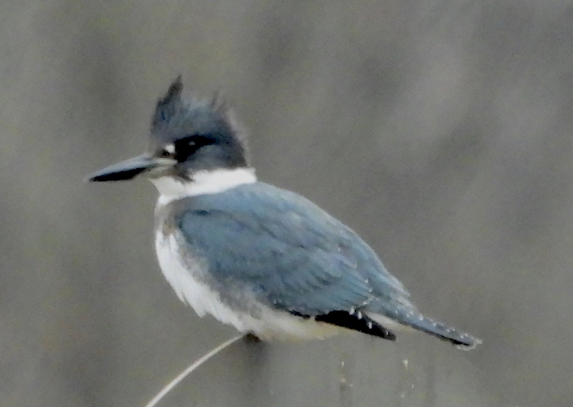 Belted Kingfisher - ML510490561