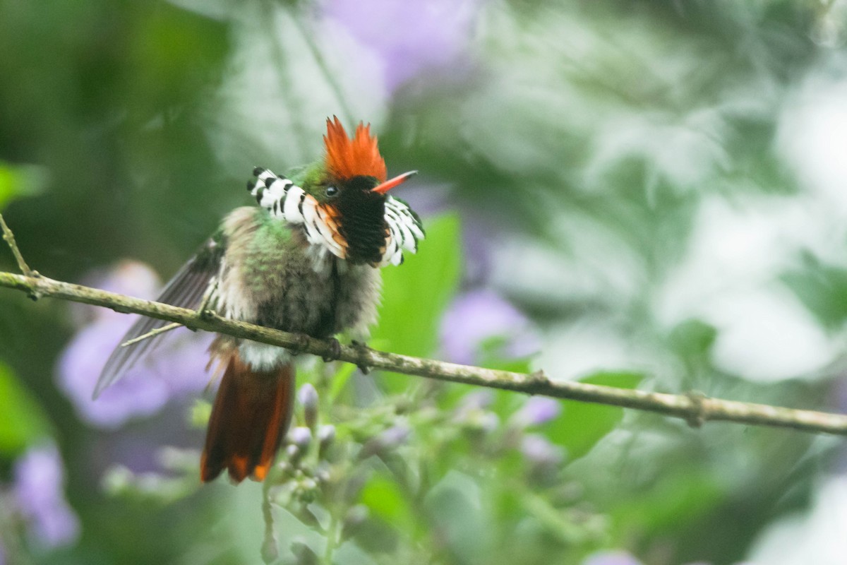 Frilled Coquette - ML510496031