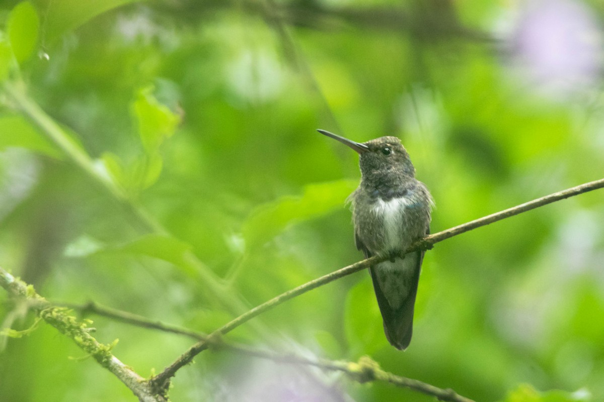 kolibřík safírový - ML510496091