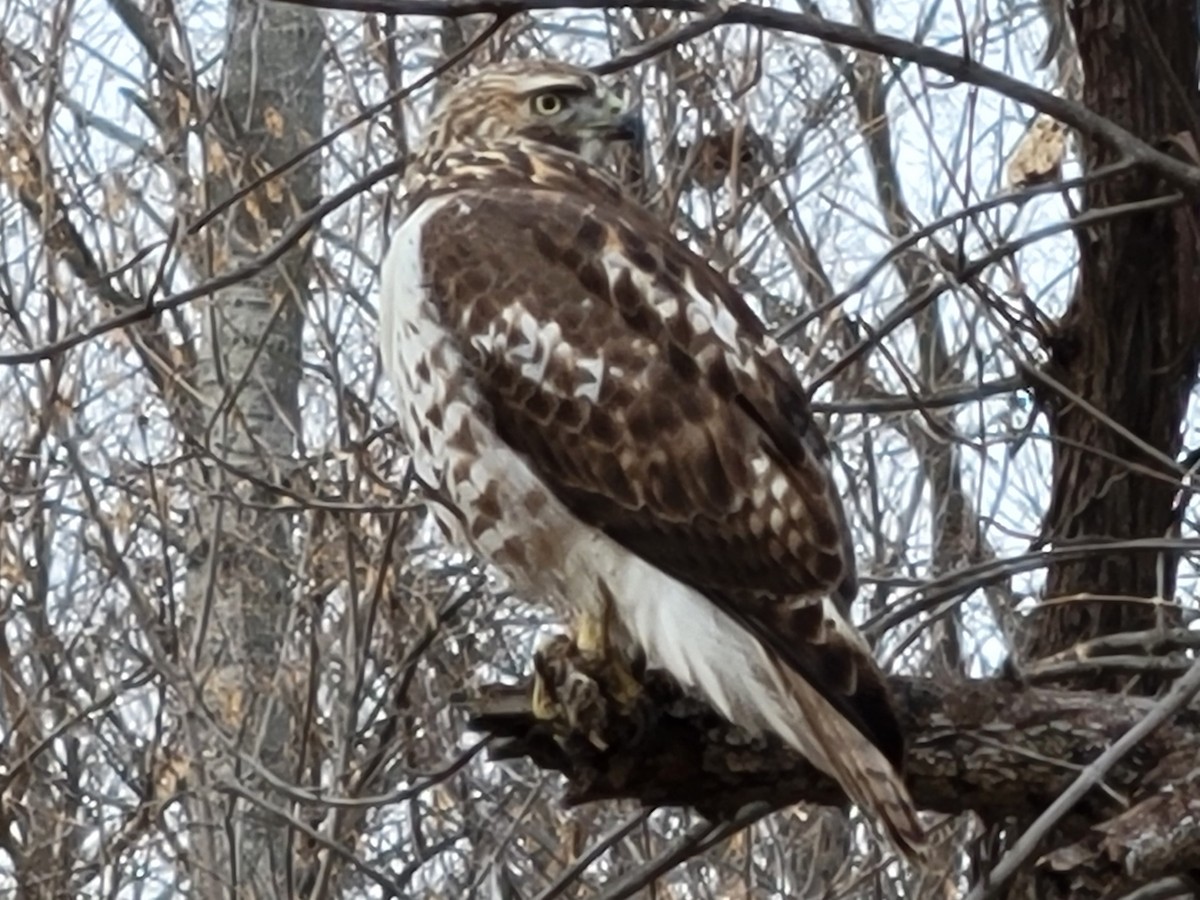 Red-tailed Hawk - ML510496811