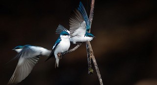  - White-winged Swallow