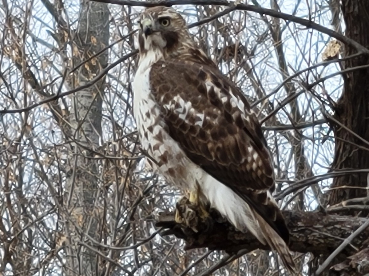 Red-tailed Hawk - ML510497081