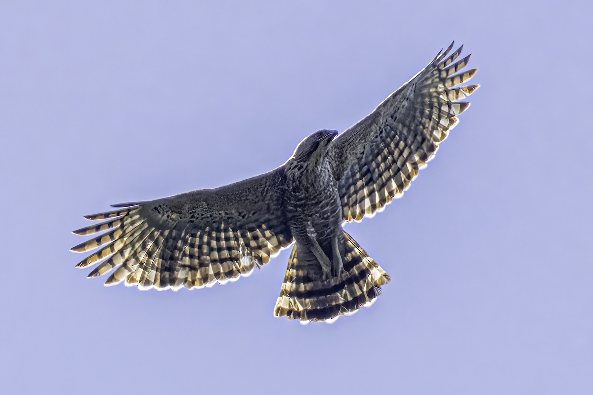 Mountain Hawk-Eagle - Ralf Weinand