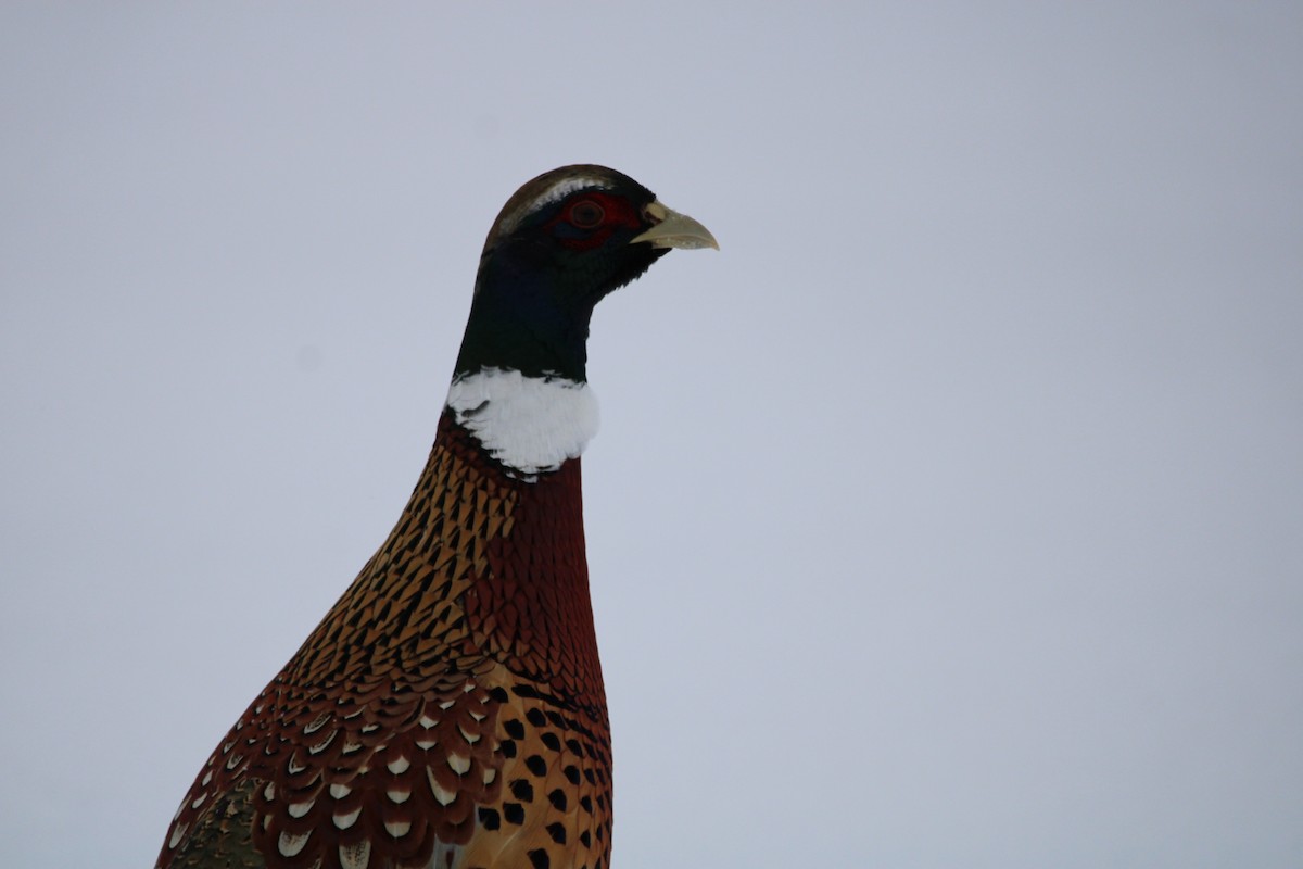 Ring-necked Pheasant - ML510500731