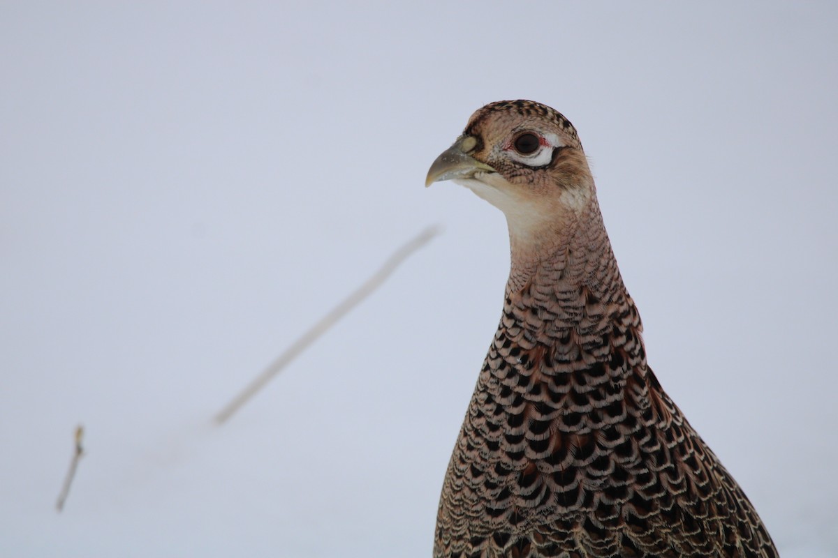 Ring-necked Pheasant - ML510500741