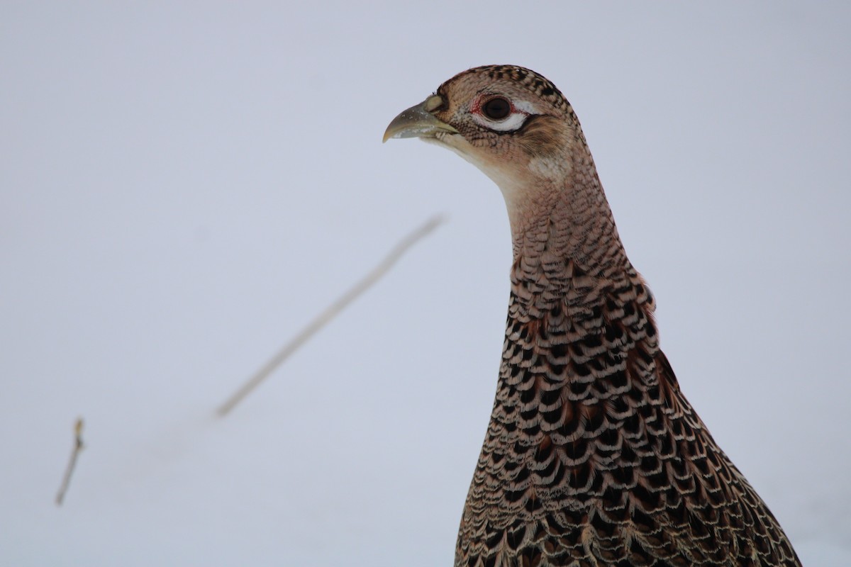 Ring-necked Pheasant - ML510500751