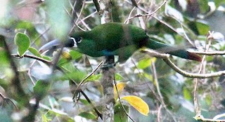  - Yellow-browed Toucanet
