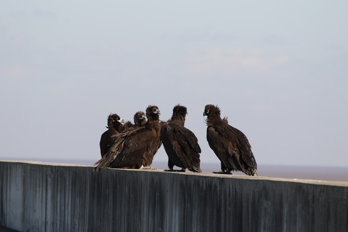 Cinereous Vulture - ML510502171