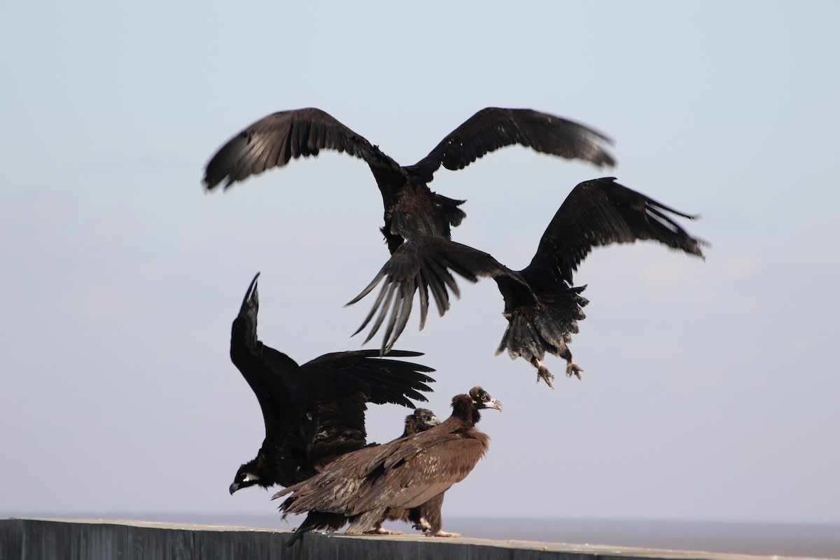Cinereous Vulture - ML510502181