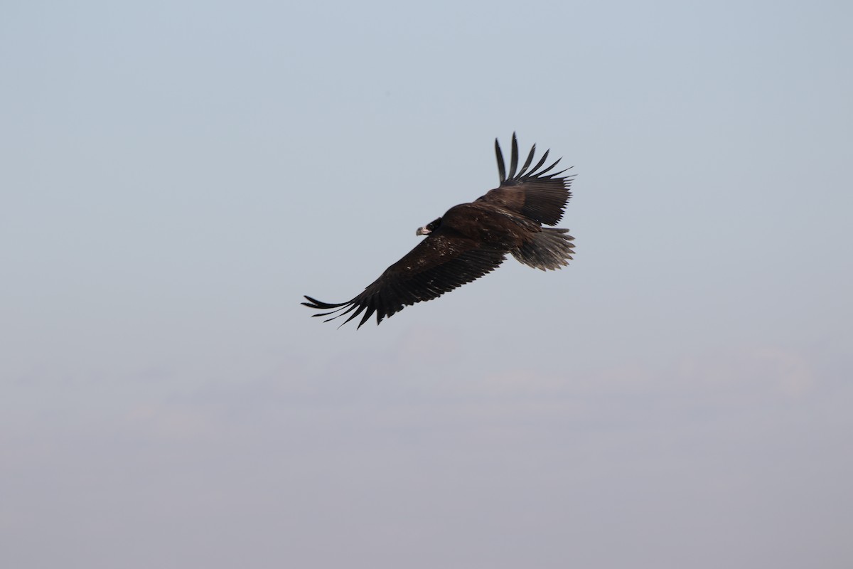 Cinereous Vulture - ML510502911