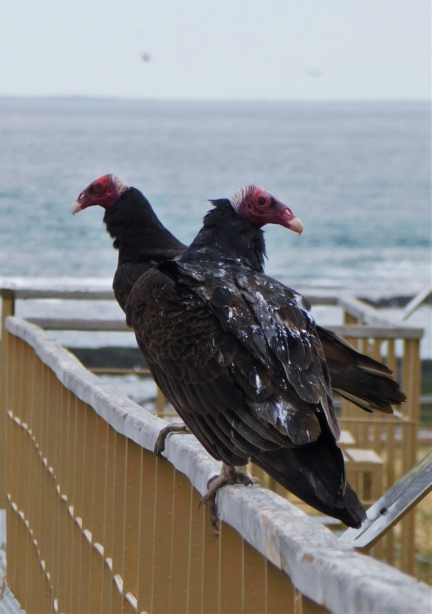 Turkey Vulture (Tropical) - ML510503171