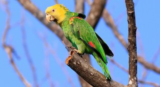  - Yellow-headed Parrot (Mainland)