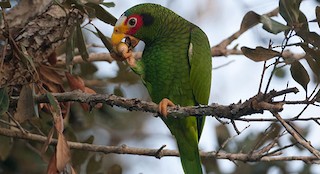  - Yellow-lored Parrot