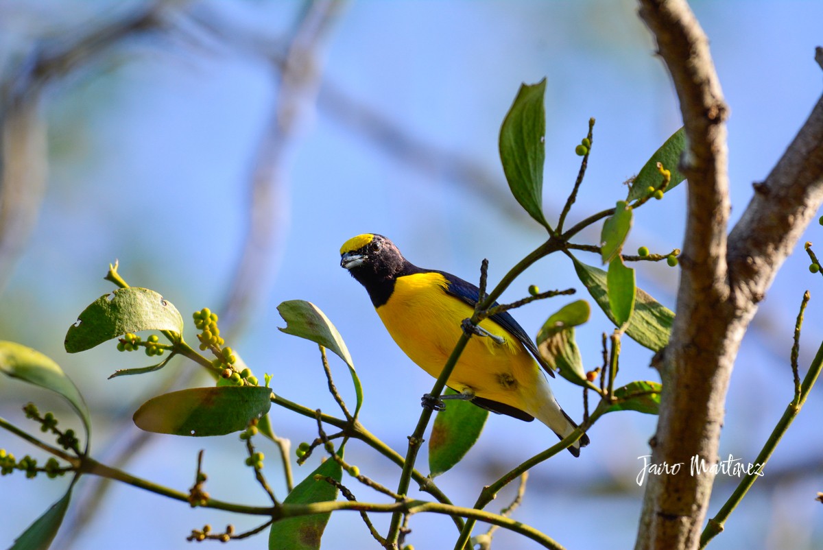 West Mexican Euphonia - ML510504631